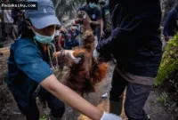 titik panas — Visual ilustrasi hutan yang kabur akibat kabut asap kebakaran lahan yang mengancam habitat orangutan di Kalimantan.