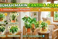 Tanaman Hias Pembawa Rezeki — Berbagai jenis tanaman hias penyuplai energi positif dan pembersih udara di dalam ruangan rumah modern.