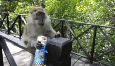 Aktivitas memberi makan monyet liar di ruang publik meningkatkan risiko serangan terhadap warga.