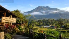 Desa Wisata Tamansari di Banyuwangi menawarkan perpaduan keindahan alam lereng Gunung Ijen dan kehidupan lokal masyarakat.