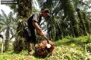 Harga minyak kelapa sawit mentah (CPO) berpotensi naik hingga akhir 2026 didorong penyerapan domestik dan energi terbarukan.