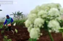 Petani menyemai pupuk organik untuk menyuburkan tanah jelang musim tanam hortikultura.