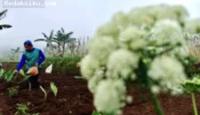 Petani menyemai pupuk organik untuk menyuburkan tanah jelang musim tanam hortikultura.