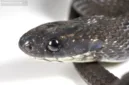 Ilmuwan berhasil mengidentifikasi spesies baru ular pemakan telur berleher putih, Dasypeltis albigularis, di Hutan Harenna, Ethiopia.