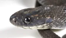 Ilmuwan berhasil mengidentifikasi spesies baru ular pemakan telur berleher putih, Dasypeltis albigularis, di Hutan Harenna, Ethiopia.