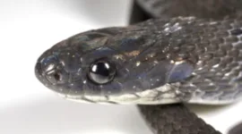 Ilmuwan Temukan Spesies Baru Ular Pemakan Telur Berleher Putih