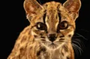 Spesies kucing liar baru bernama Leopardus tilcayo berhasil ditemukan di kawasan hutan Bolivia.