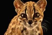 Ilustrasi spesies kucing liar baru Leopardus tilcayo di hutan Bolivia