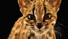 Spesies kucing liar baru bernama Leopardus tilcayo berhasil ditemukan di kawasan hutan Bolivia.