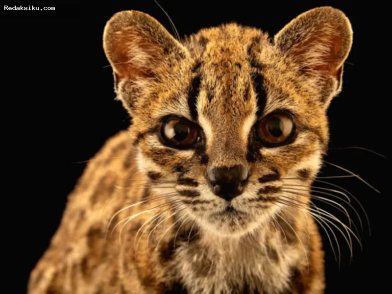 Ilustrasi spesies kucing liar baru Leopardus tilcayo di hutan Bolivia