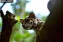 Kucing batu kini menghadapi ancaman kepunahan akibat deforestasi hutan di Asia Tenggara.