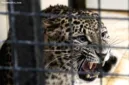 Sepasang macan tutul jawa berhasil terekam kamera jebak milik petani di Hutan Mendolo, Kabupaten Pekalongan.