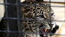 Sepasang macan tutul jawa berhasil terekam kamera jebak milik petani di Hutan Mendolo, Kabupaten Pekalongan.