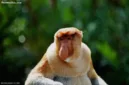 Sebanyak 11 ekor bekantan ditemukan mati akibat terjebak kebakaran hutan dan lahan di Desa Balimau, Kalimantan Selatan.
