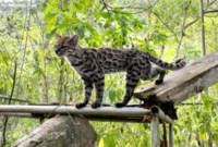 Spesies Kucing Liar — Ilustrasi kucing liar bertotol spesies baru yang ditemukan di Bolivia dan dipublikasikan dalam jurnal Current Biology.