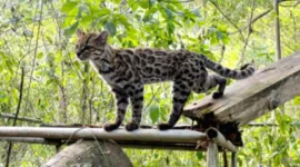Penemuan Spesies Kucing Liar Baru Setelah 100 Tahun