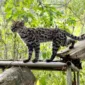 Penemuan Spesies Kucing Liar Baru Setelah 100 Tahun
