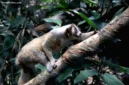 Enam individu kukang jawa kembali ke habitat aslinya di Taman Nasional Ujung Kulon setelah menjalani masa rehabilitasi.