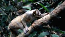 Enam individu kukang jawa kembali ke habitat aslinya di Taman Nasional Ujung Kulon setelah menjalani masa rehabilitasi.