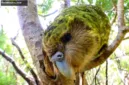 Kakapo merupakan burung nuri terberat di dunia asal Selandia Baru yang kini berstatus terancam punah.