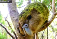 burung nuri terberat — Kakapo, burung nuri endemik Selandia Baru yang tidak bisa terbang dan terancam punah.