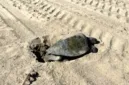 Peristiwa langka terjadi saat seekor penyu laut kedapatan bertelur di Pantai OC untuk pertama kalinya.