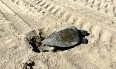 Penyu Langka Bertelur di Pantai OC Pertama Kali dalam Sejarah