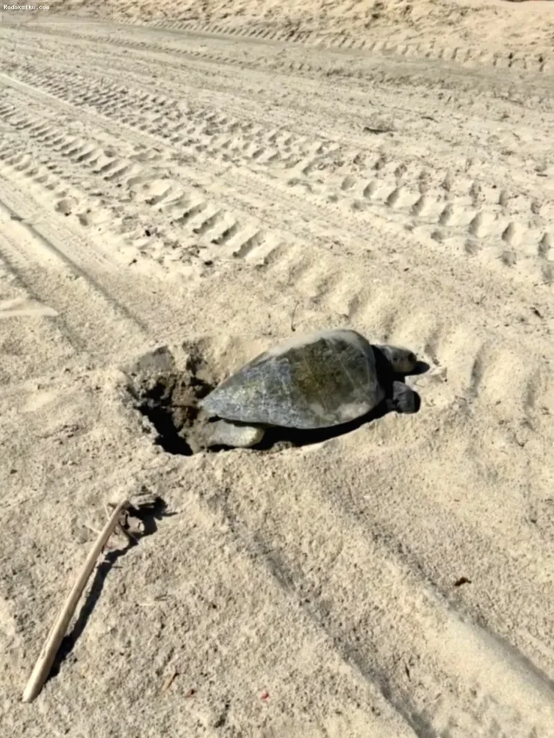 Penyu Langka Bertelur — Seekor penyu laut langka bertelur di pasir Pantai OC untuk pertama kalinya dalam sejarah wilayah tersebut.