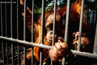 Perdagangan Bayi Orangutan — Lima bayi orangutan korban penyelundupan ilegal lintas negara yang diungkap di India.