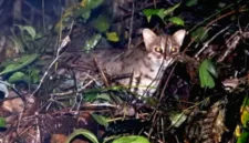 Kucing kuwuk merupakan satwa nokturnal yang dilindungi dan memiliki perbedaan fisik dengan kucing domestik.