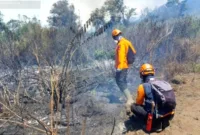 Karhutla Gunung Semeru — Kawasan hutan Gunung Semeru pasca kebakaran hutan dan lahan yang telah berhasil dipadamkan sepenuhnya.