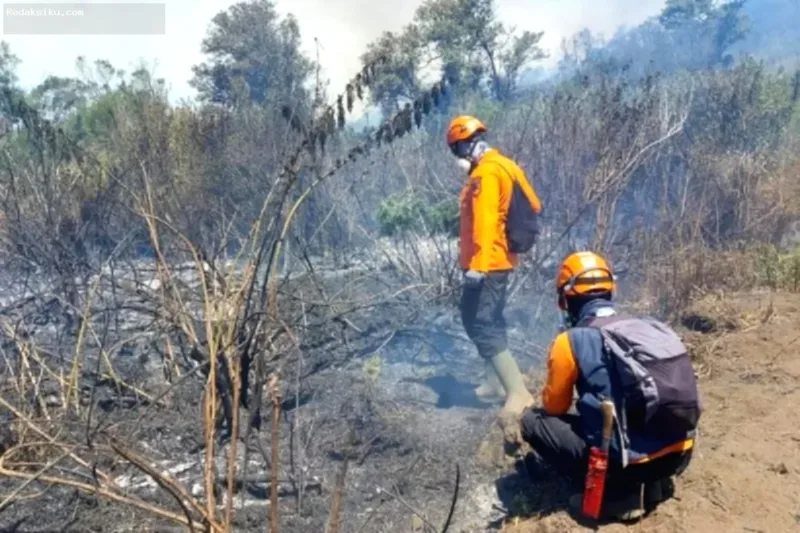 Karhutla Gunung Semeru — Kawasan hutan Gunung Semeru pasca kebakaran hutan dan lahan yang telah berhasil dipadamkan sepenuhnya.
