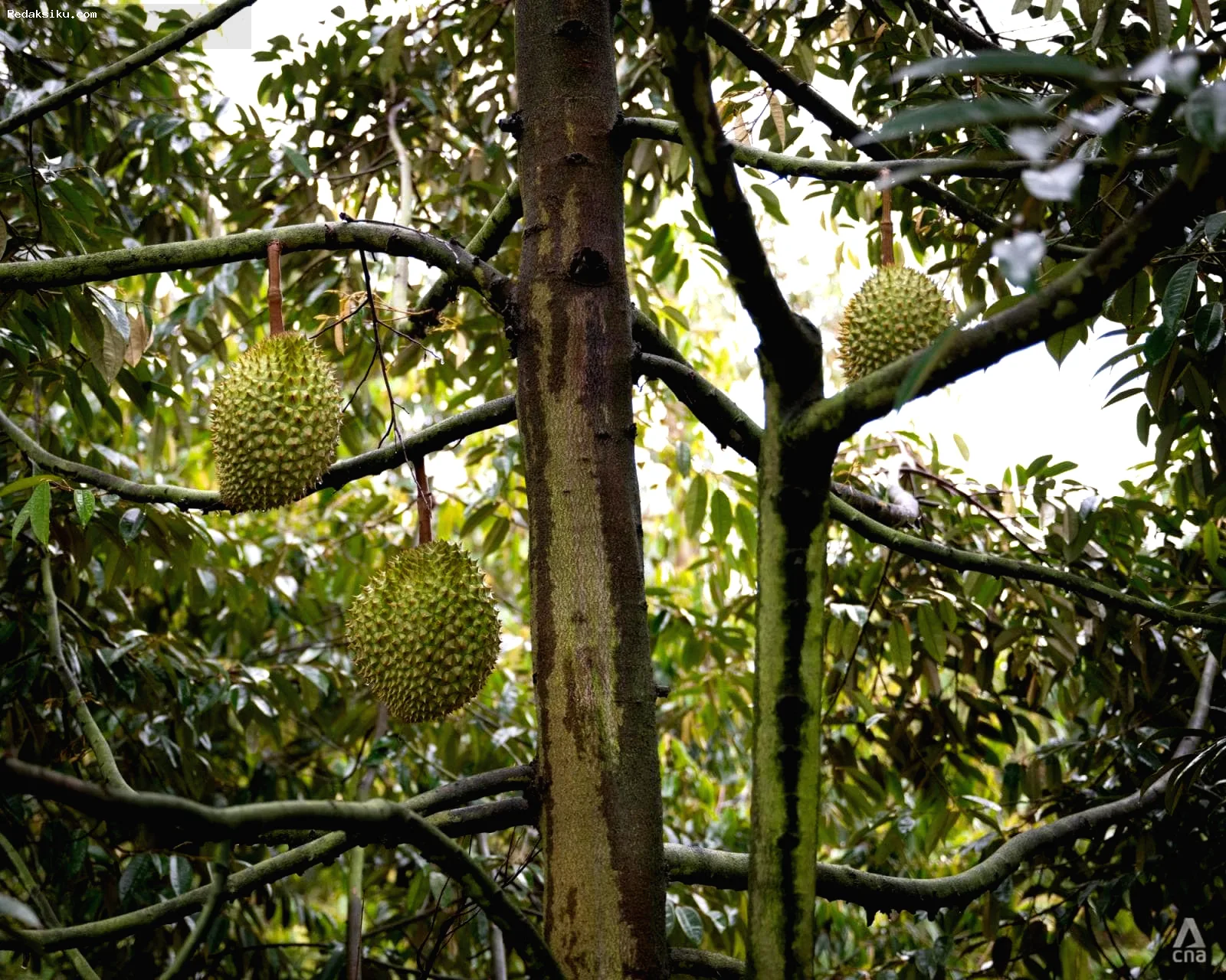 Strategi Durian Hainan: Fokus Teknologi Hadapi Tantangan Alam Strategi Durian Hainan: Fokus Teknologi Hadapi Tantangan Alam