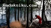18 Orangutan Diselamatkan dari Karhutla di Kalimantan Barat 18 Orangutan Diselamatkan dari Karhutla di Kalimantan Barat