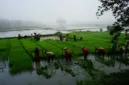 Pemerintah memperketat pengawasan jalur perdagangan untuk melindungi petani lokal dari dampak buruk impor beras ilegal.