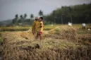 SIG Pabrik Tuban menyerap ratusan ton sekam padi untuk mendukung transisi energi hijau dan ekonomi petani.