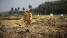 SIG Pabrik Tuban menyerap ratusan ton sekam padi untuk mendukung transisi energi hijau dan ekonomi petani.