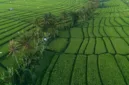 Pangdam XVII/Cenderawasih dan Gubernur Papua meninjau progres cetak sawah di Kampung Woselay, Distrik Senggi, Senin (7/9).