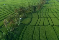 cetak sawah Senggi — Pangdam Cenderawasih dan Gubernur Papua meninjau proyek cetak sawah di Kampung Woselay, Kabupaten Keerom.