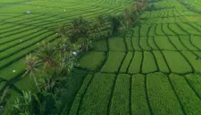 Pangdam XVII/Cenderawasih dan Gubernur Papua meninjau progres cetak sawah di Kampung Woselay, Distrik Senggi, Senin (7/9).