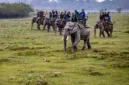 Pengadilan menolak permohonan pencegahan pemindahan lima gajah dari Assam ke Tamil Nadu.