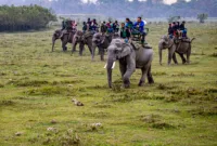 Pengadilan Tolak Cegah — Beberapa gajah di Assam yang terkait dengan keputusan pemindahan ke Tamil Nadu