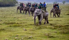 Pengadilan menolak permohonan pencegahan pemindahan lima gajah dari Assam ke Tamil Nadu.