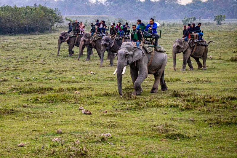 Pengadilan Tolak Cegah — Beberapa gajah di Assam yang terkait dengan keputusan pemindahan ke Tamil Nadu