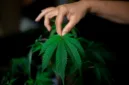 Satgas Pamtas RI-PNG dan Polres Jayawijaya memusnahkan 21,4 kilogram ganja hasil sitaan di wilayah perbatasan Papua.
