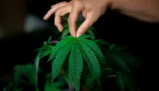 Satgas Pamtas RI-PNG dan Polres Jayawijaya memusnahkan 21,4 kilogram ganja hasil sitaan di wilayah perbatasan Papua.