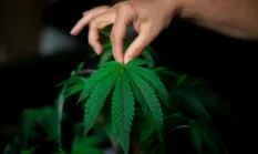 Satgas Pamtas RI-PNG dan Polres Jayawijaya Musnahkan 21,4 Kg Ganja