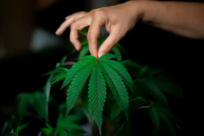 Satgas Pamtas RI-PNG dan Polres Jayawijaya memusnahkan barang bukti narkotika jenis ganja seberat 21,4 kilogram.