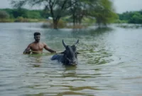 Perenang India Rishabh Das berenang di lintasan kolam renang gaya punggung Asian Games 2026.