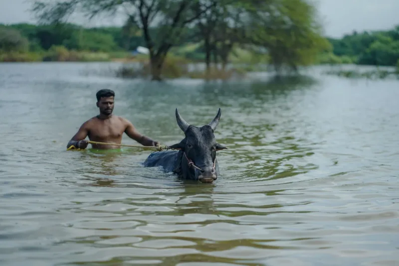 Perenang India Rishabh Das berenang di lintasan kolam renang gaya punggung Asian Games 2026.